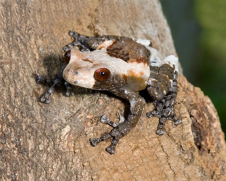 Bird Poo Mossy Frog ~ 2-3cm